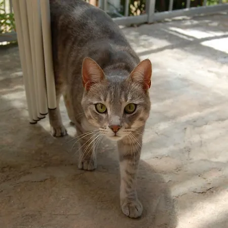 Charming With Garden
