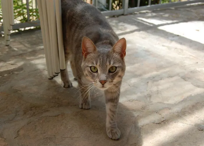 Charming With Garden